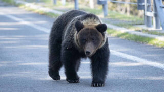 ヒグマ注意報発出で日程変更　夕張開催を中止し安全確保を最優先 