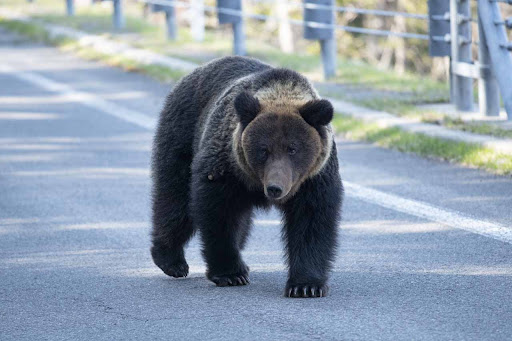 ヒグマ注意報発出で日程変更　夕張開催を中止し安全確保を最優先 
