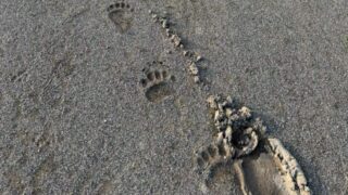 全国切符つかんだ とかち帯広シニアに試練　グラウンドでクマの足跡発見、練習場が使用禁止に 