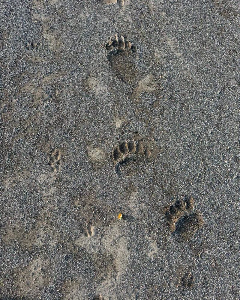 芽室町のグラウンドで発見されたクマの足跡