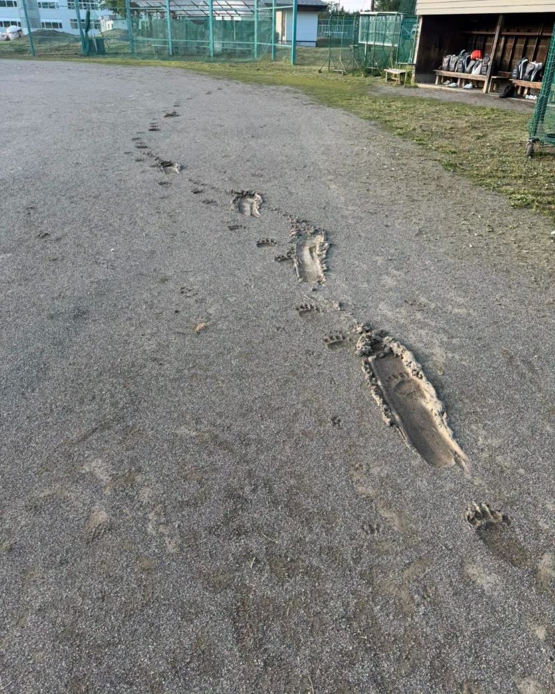 芽室町のグラウンドで発見されたクマの足跡