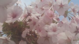 今週の出没は・・・ 