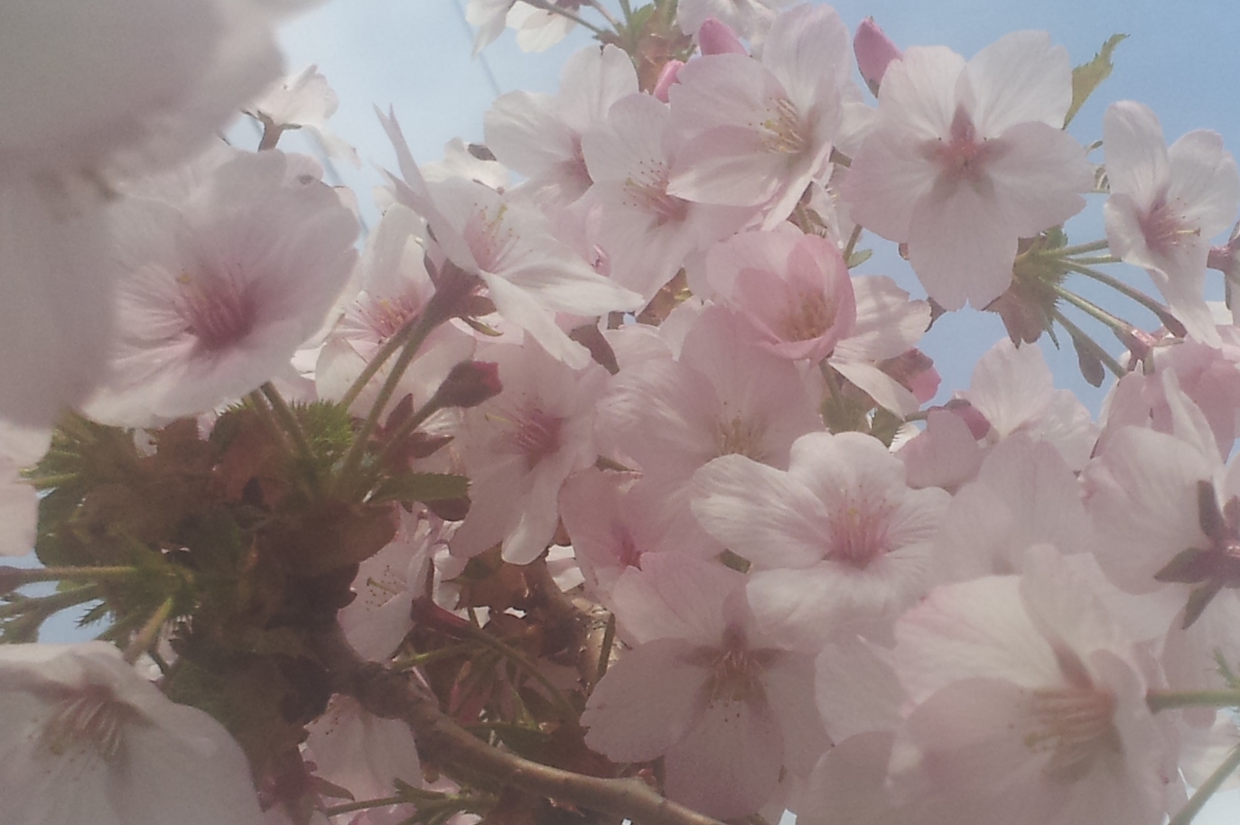 遅咲き桜