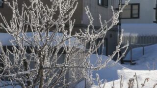 今週の出没は・・・、 