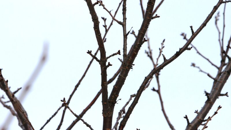 桜日記（この寒さいつまで、淡路島住宅1200戸損壊） 
