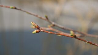 桜日記、ゆるやかに 