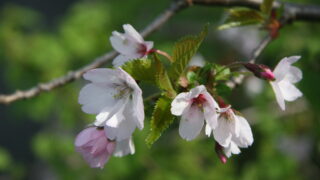桜日記（遅咲きも悪くない） 