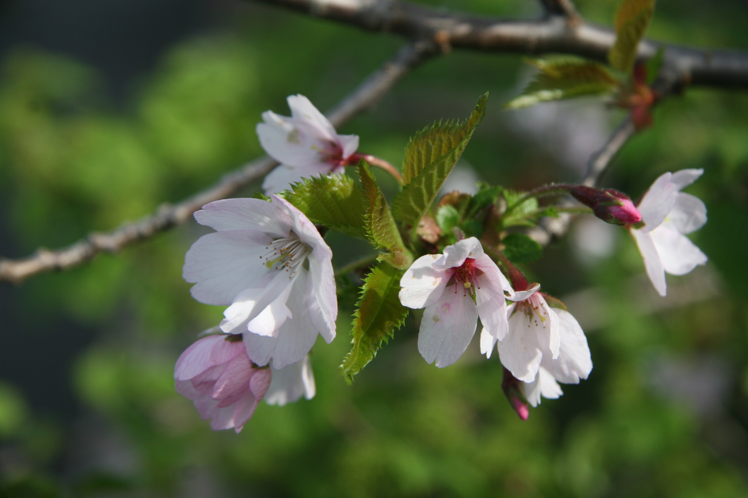 桜