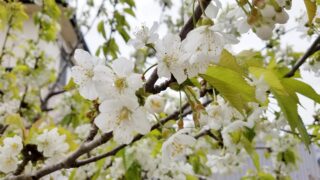 今週の出没は・・・、 