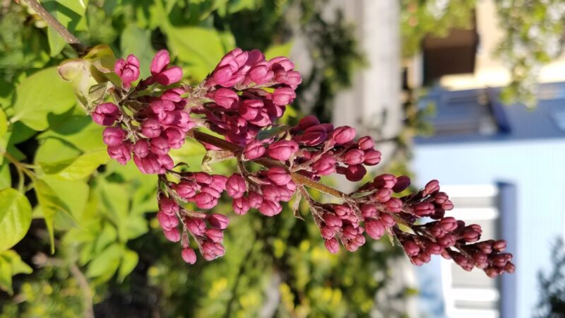 今週の出没は・・・、ライラックの蕾で初夏の訪れを感じる。 