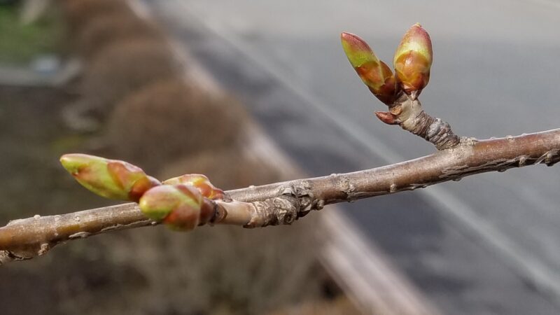 ＧＷ前半の出没は・・・、 