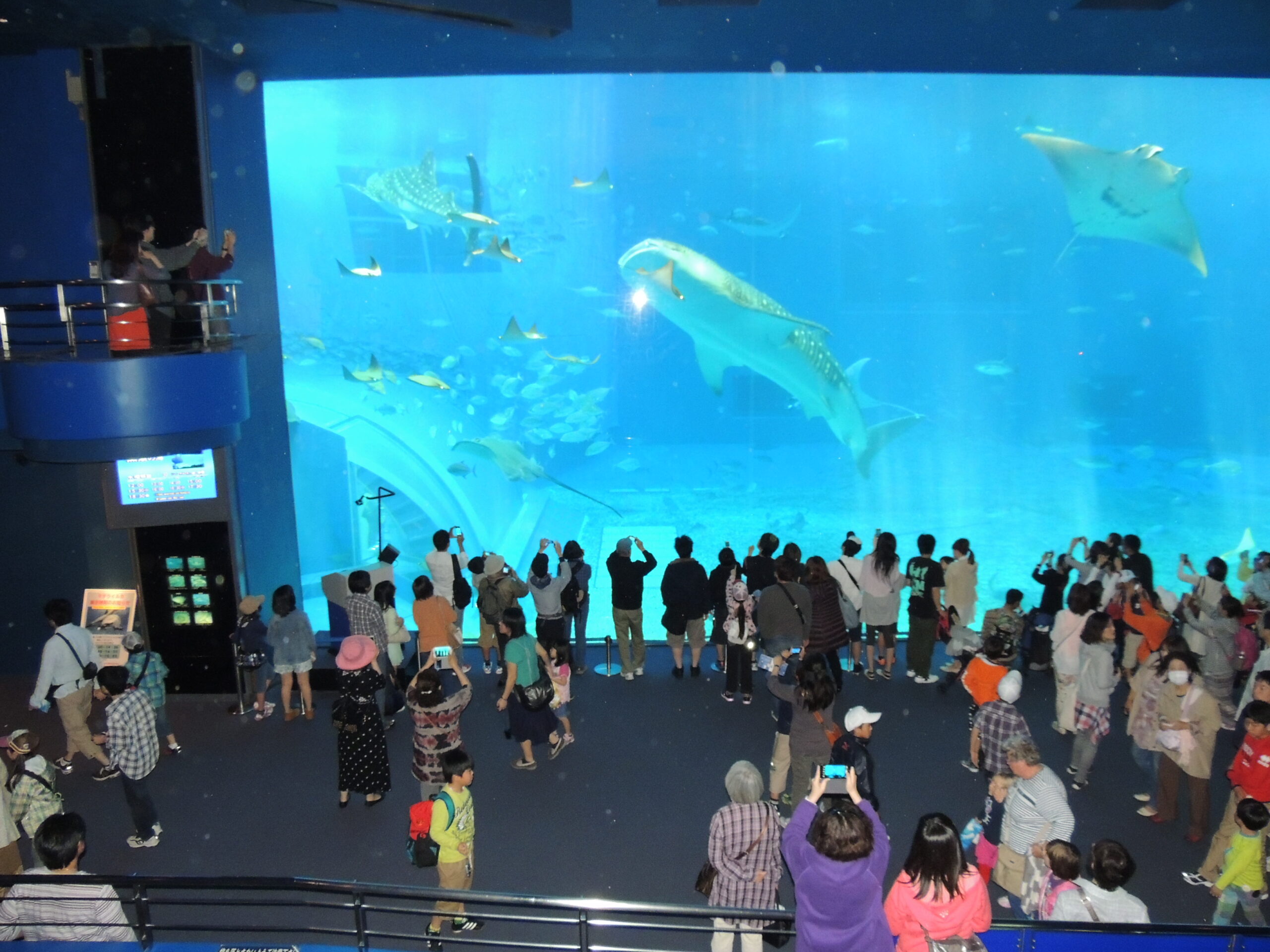 美ら海水族館