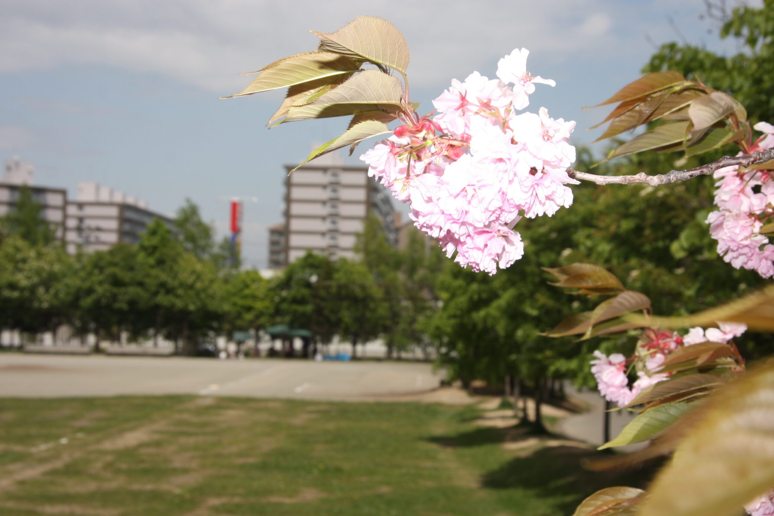 美しが丘西公園